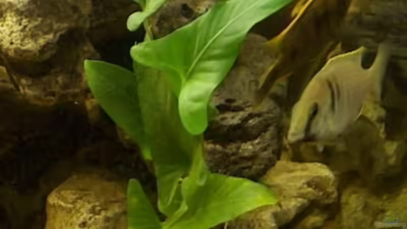 Anubias gracilis von Monika Thiele (16)