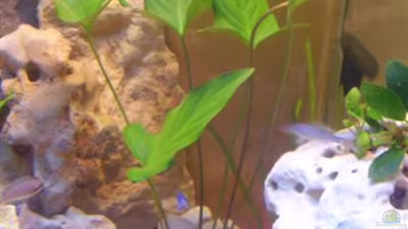 Anubias gracillis Mutterpflanze von Peters Laden (14)