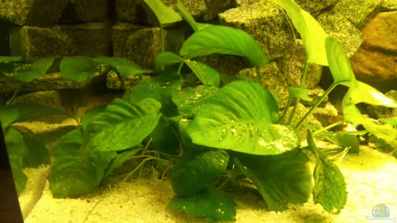 anubias groß von Sven Matthiesen (4)