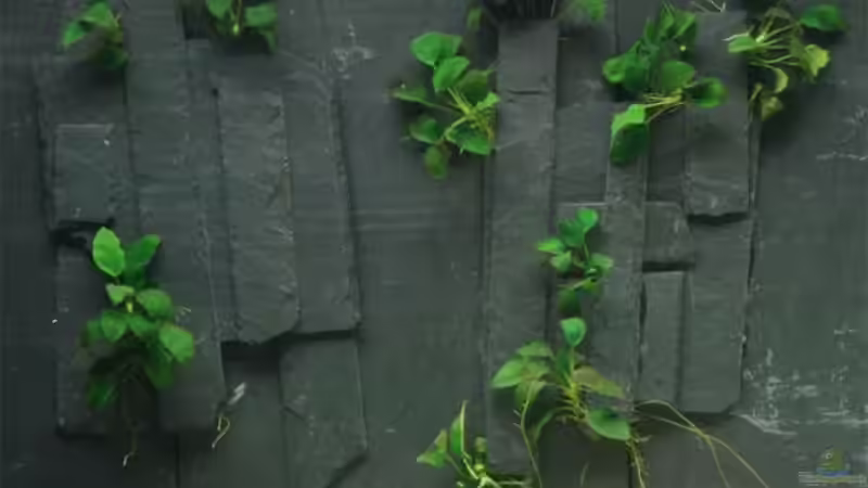 ´Anubias-Halter´ an der Rückwand von Volker Hebestreit (9)