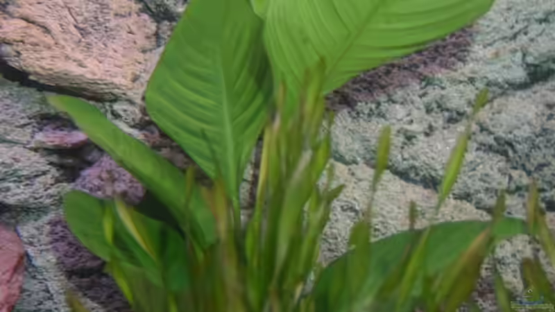 Anubias Hastafolia von Martin Hänggi (6)