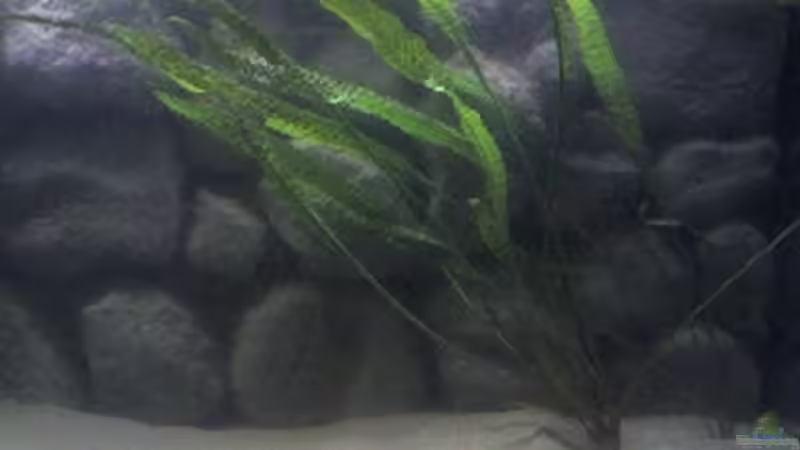 Anubias hastifolia ( wächst übrigens sehr gut!) von Juliane Schmidt (7)