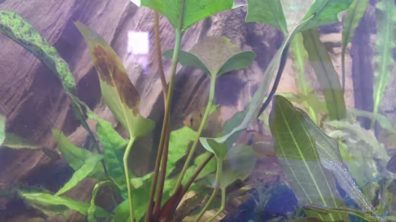 Anubias Hastifolia von Alsi (36)