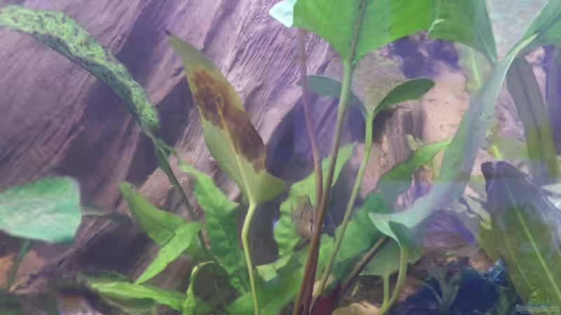 Anubias Hastifolia von Alsi (39)