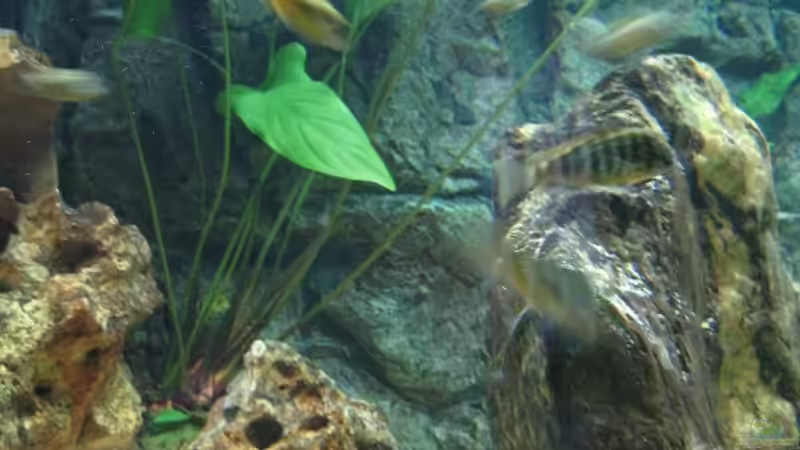 Anubias Hastifolia von Ferdinand Aichinger (10)