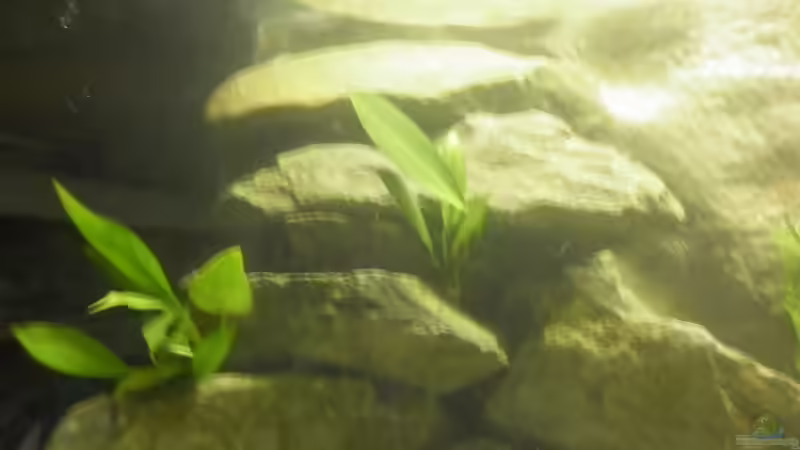 Anubias hastifolia von Julien Preuß (25)