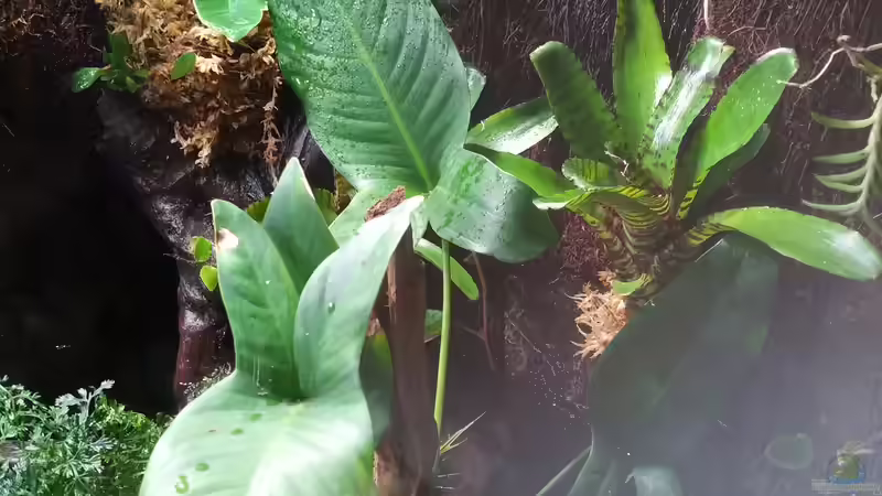 Anubias hastifolia von Junglist (12)