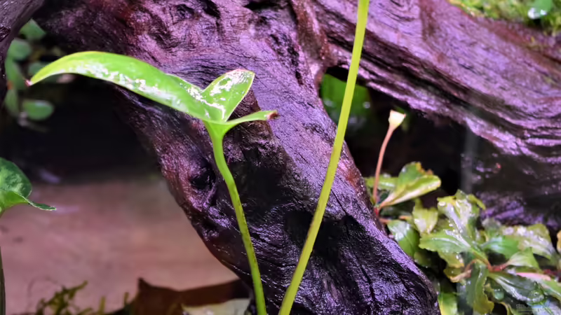 Anubias hastifolia von Junglist (20)