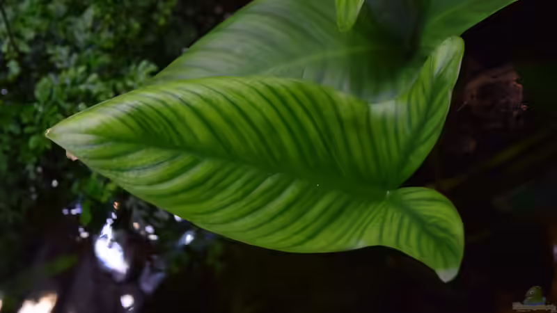 Anubias hastifolia von Junglist (20)