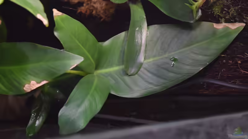 Anubias hastifolia von Junglist (26)