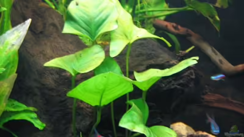 Anubias hastifolia von Marco B. (12)