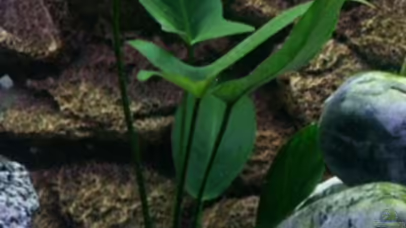 Anubias Hastifolia von Paul Hoffmann (5)