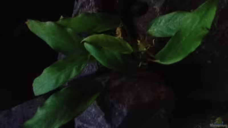 Anubias Heterophila Lancelota von similis (18)
