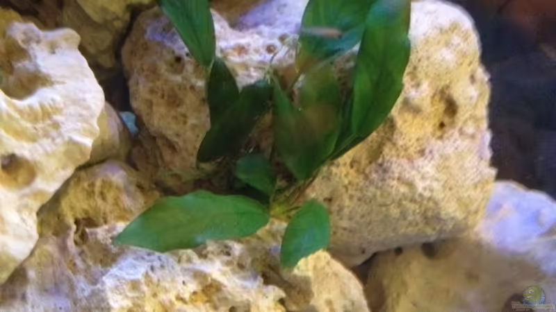 Anubias Heterophila Lancelota von similis (22)