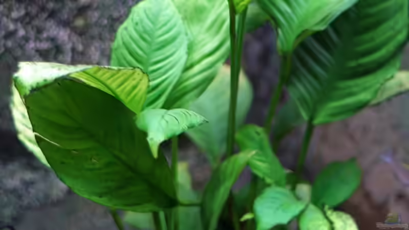 Anubias heterophylla - August 2008 von Bastian Otto (8)