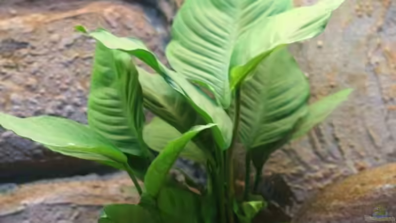 Anubias heterophylla - Oktober 2007 von Bastian Otto (6)