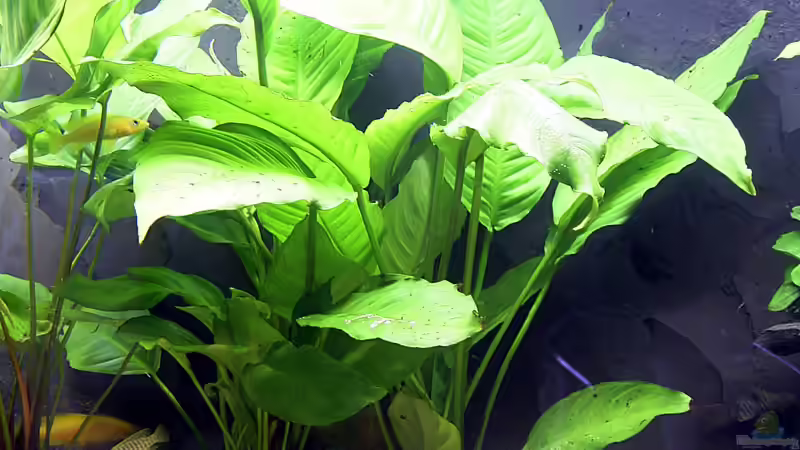 Anubias heterophylla im Aquarium pflanzen (Einrichtungsbeispiele mit Verschiedenblättriges Speerblatt)