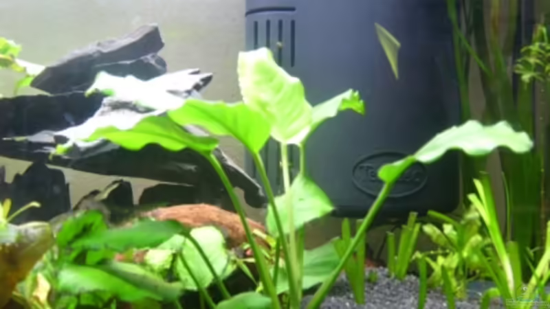 Anubias heterophylla von Phillip Rein (5)