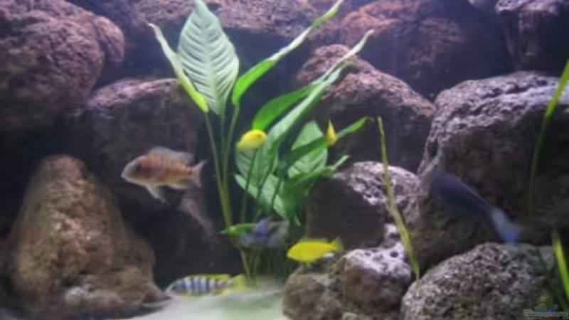 Anubias Heterophylla von Stefan Lorenz (5)