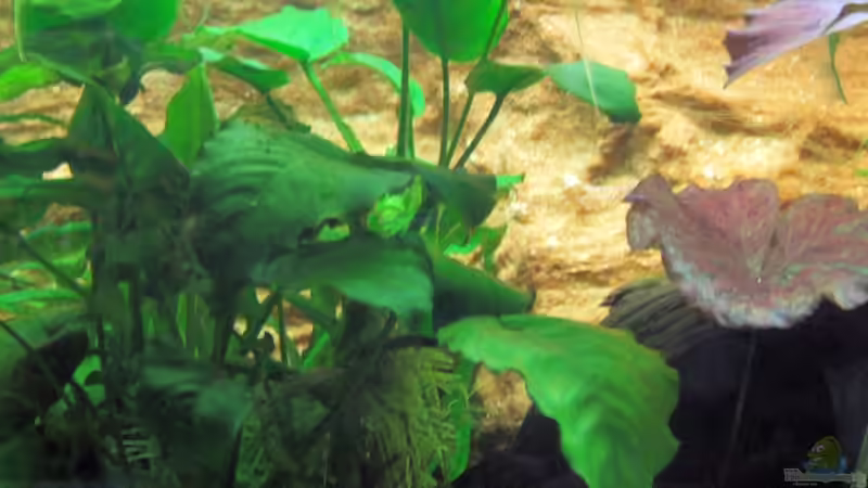Anubias heterophylla im Aquarium pflanzen (Einrichtungsbeispiele mit Verschiedenblättriges Speerblatt)