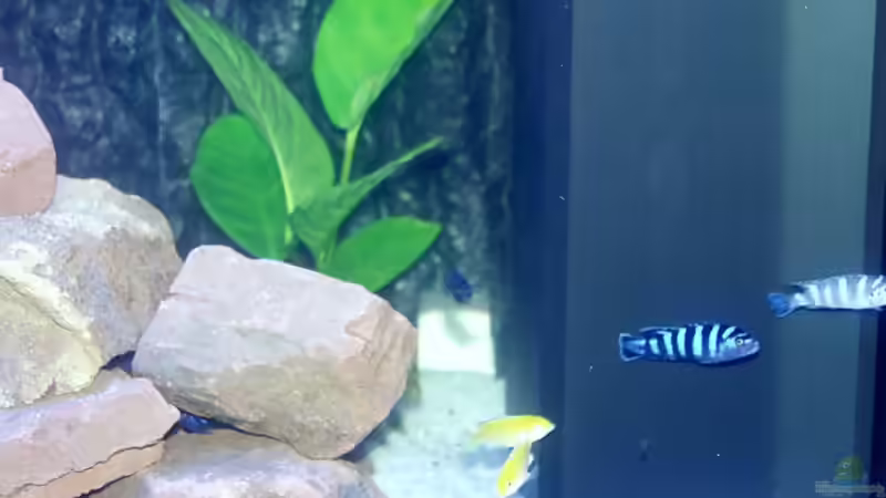 Anubias heterophylla im Aquarium pflanzen (Einrichtungsbeispiele mit Verschiedenblättriges Speerblatt)