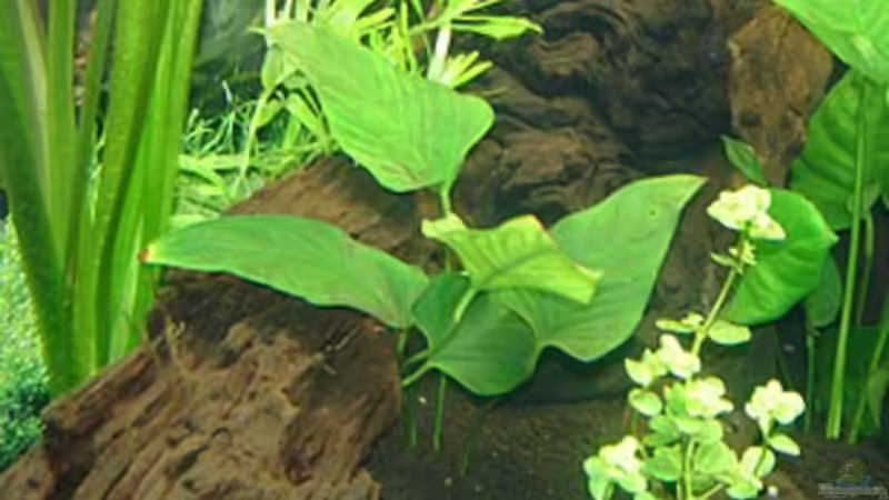 Anubias hostifolia von Harald Charzinski (7)