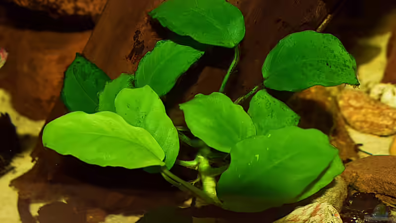 Anubias im Fuß der Wurzel von David Schneider Aquaristik (11)