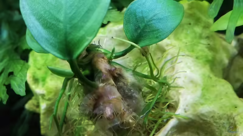 Anubias im vorderen Bereich von Sarah_Schneider (2)