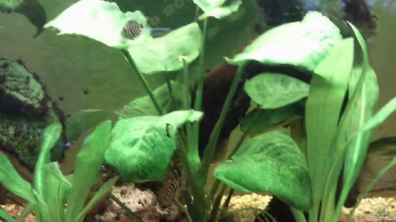 Anubias in der Mitte und beide Echinodorus Bleherie von mikael38 (16)