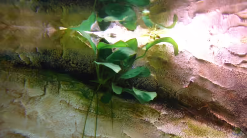 Anubias in einem Spalt der zum Filter einlass führt angewachsen von hundetatwaffe (2)