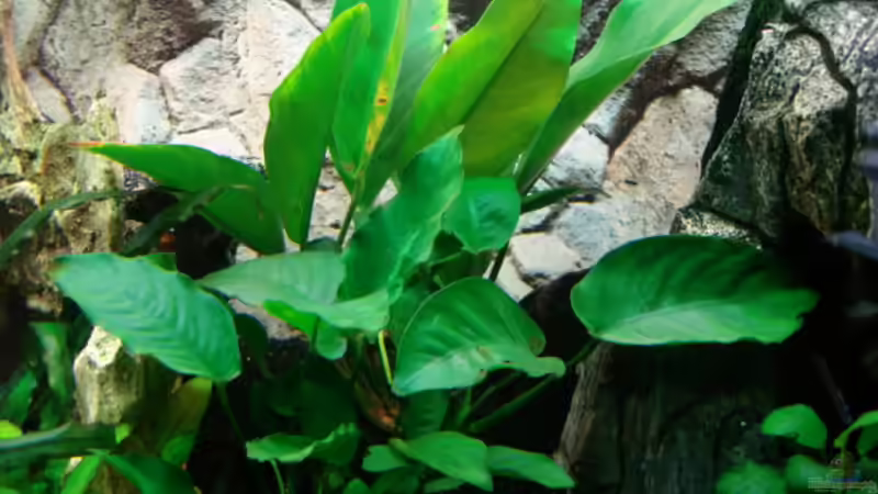 Anubias Kongo Speerblatt von Dirk Linke (5)
