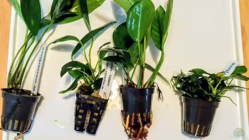 Anubias Lieferung eingetroffen :) von JoeHoe (2)