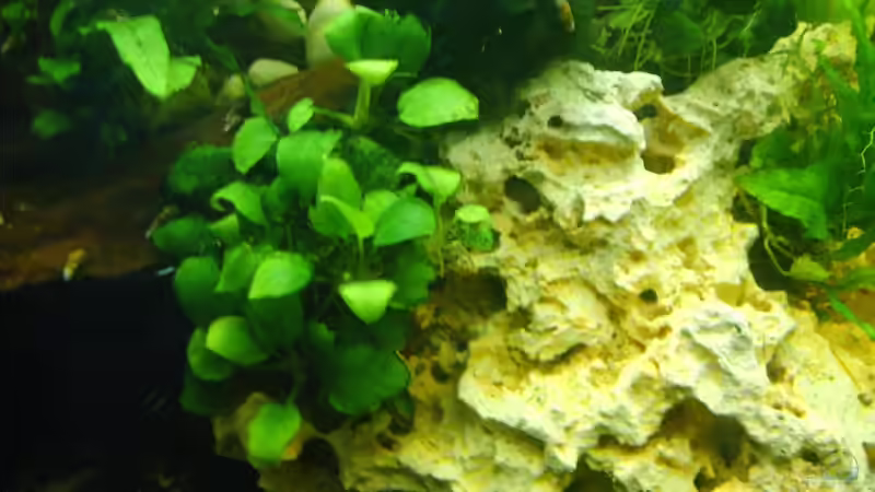 Anubias-Lochgestein von Lee Kienle (14)