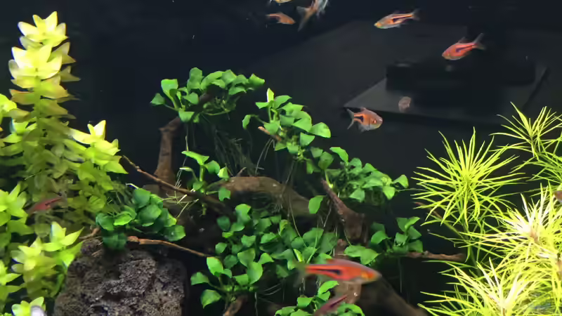 Anubias mini von Aquafreak1411 (6)