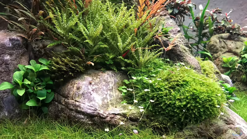 Anubias mini von Der Nicky (34)