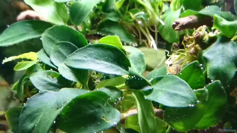 Anubias mini von Inuki (9)