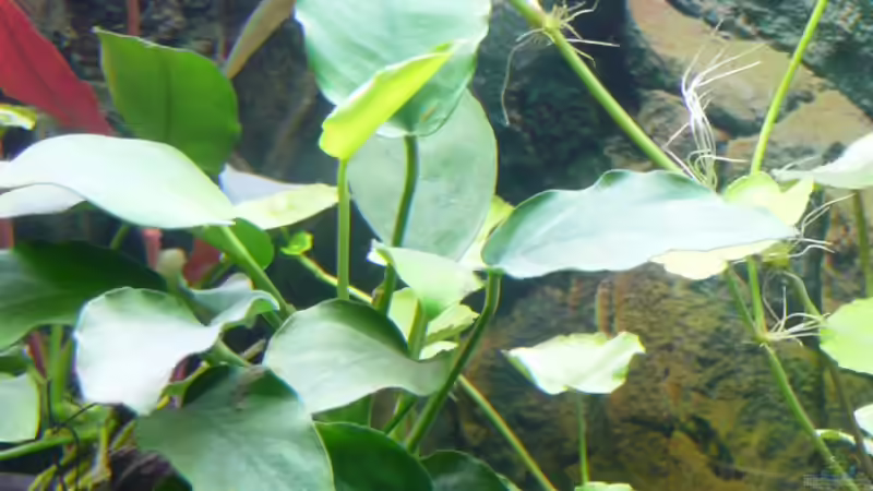 Anubias minima - auf Wurzel festgebunden von Nelly Lüscher (4)