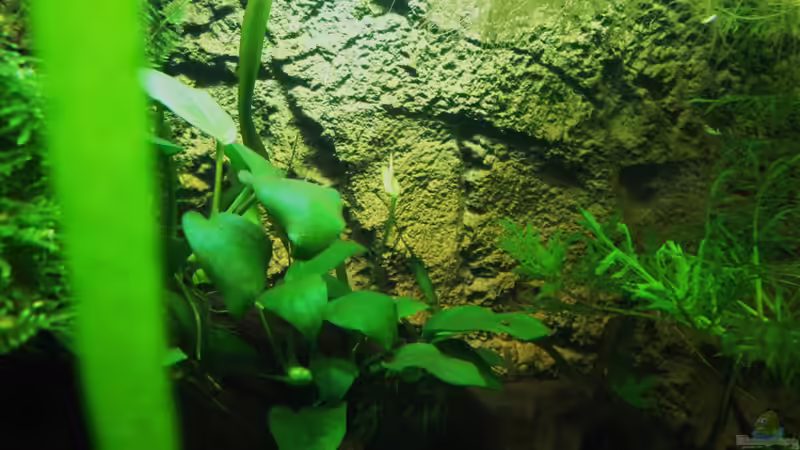 Anubias mit Blüte von Fischkopp83 (17)