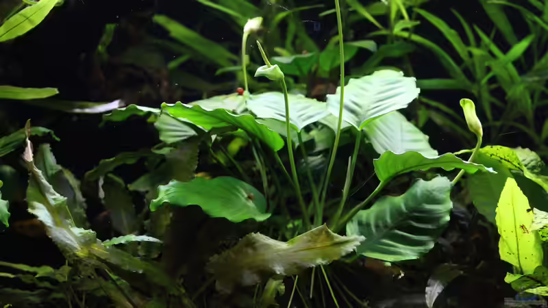 Anubias mit mittlerweile 4 Blüten von Andreas Eberhardt (2)