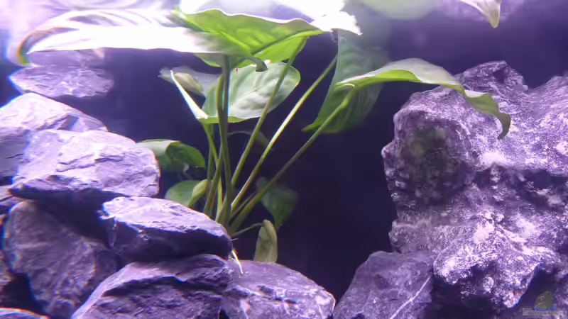 Anubias Mutterpflanze von EvilChicken (15)