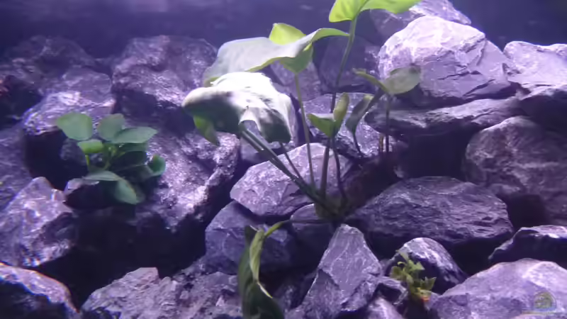 Anubias Mutterpflanze von EvilChicken (18)