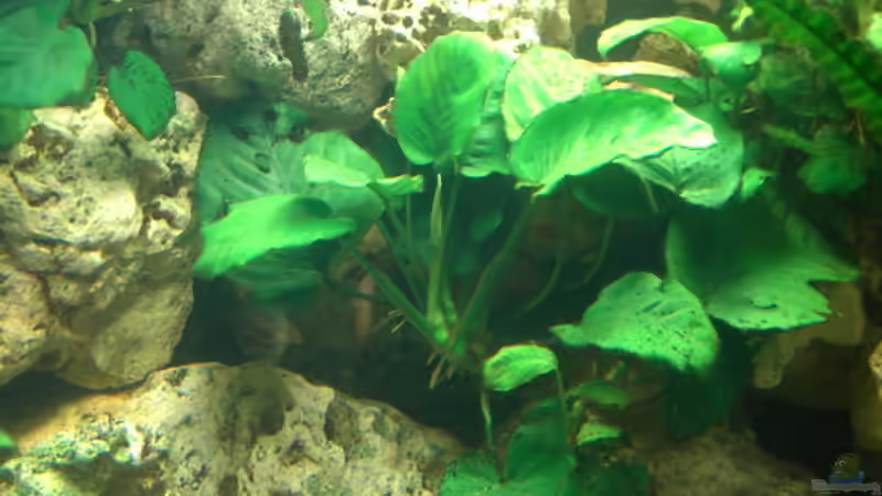 Anubias Mutterpflanze von Heiko Schrandt (13)