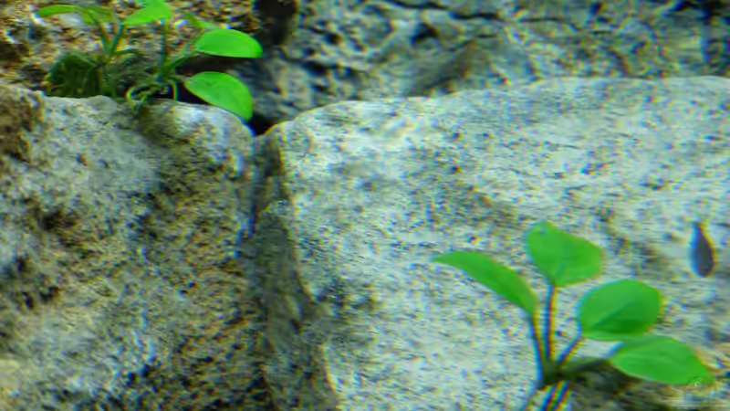 Anubias nana - gewelltes Zwergspeerblatt von Harald Götz (15)