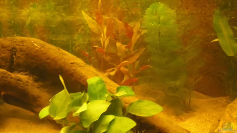 anubias nana, cabomba,  von Franz Berger (3)