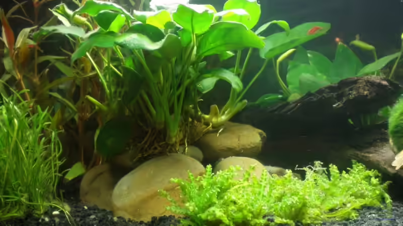 Anubias nana auf Stein gebunden. Vorne rechts: Pogostemon helferi. Hinten rechts: eine der großen Red Cherrys auf ihrem Lieblingsplatz. von Muschelknacker (4)