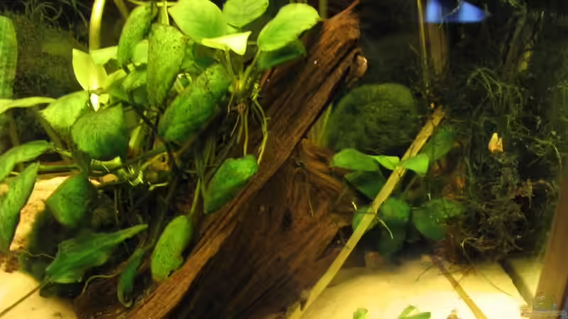 Anubias nana auf Wurzel von Stefan Zaus (9)
