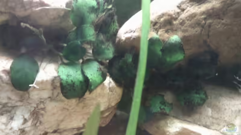 Anubias Nana Bonsai in Steinaufbau halb links von mikael38 (14)