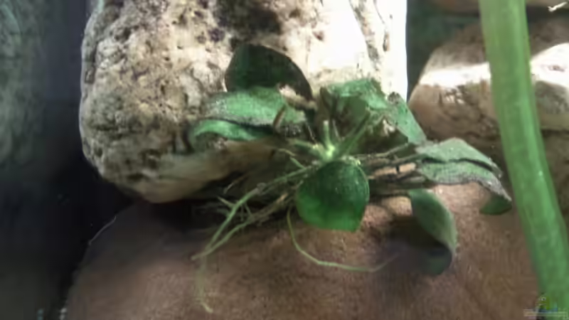 Anubias Nana Bonsai in Steinaufbau links von mikael38 (15)