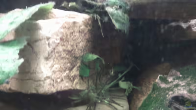 Anubias Nana Bonsai in Steinaufbau mitte von mikael38 (13)