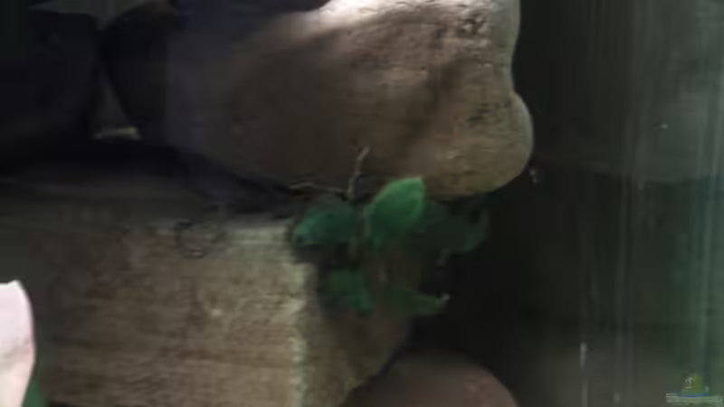 Anubias Nana Bonsai in Steinaufbau rechts von mikael38 (11)